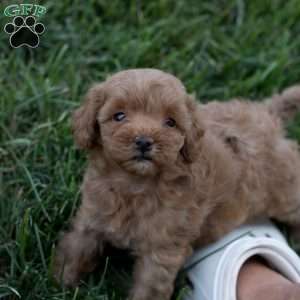 Junior, Mini Goldendoodle Puppy